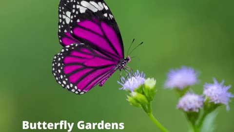 The Best Butterfly Gardens Boonsboro Maryland