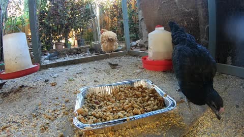 Backyard Chickens Eating Leftover Thanksgiving Stuffing Sounds Noises!