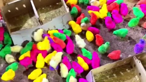 colorful chicks