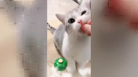 Funny Cat 😺 videos 😅😅😅😅