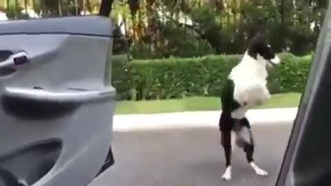 A dog dancing a kiki dance