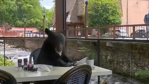 A Bear Decided to Join Us for Lunch