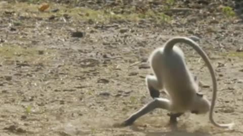 Funniest Monkey - cute and funny monkey videos