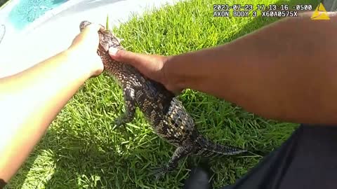 BODYCAM: Officers Rescue Baby Alligator From Swimming Pool In Fulshear Texas