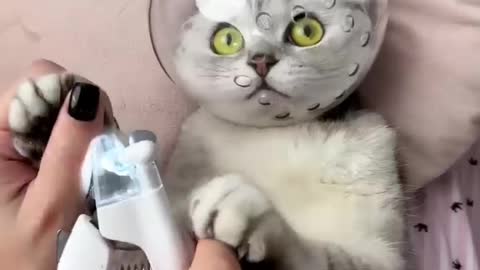 How to trim cat claws 💅🏼