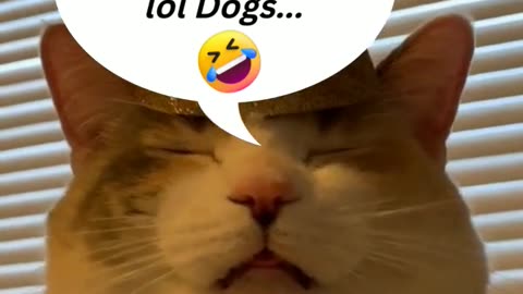 Top Funniest Animal Videos of 2022 // Cat Reaction #shorts​ #cats​ #funny​