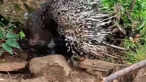 Porcupine__#animals__#shorts_@animal22high(720p)