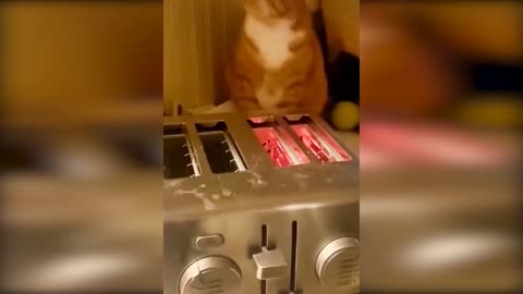 Cute and Funny Cat Videos_ The Cutest and Funniest Cats Ever