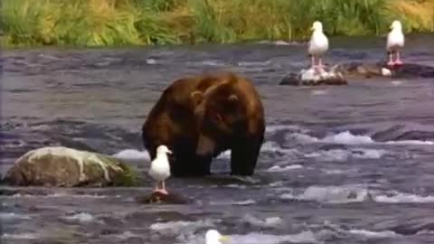 kids bear 🐻 in the water catching fish 🐟