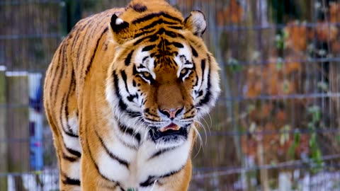 Tiger walking in zoo