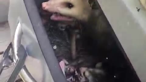 Opossum & Possum Encounters