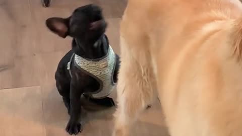 How a dog dance.