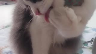 Cat Lick