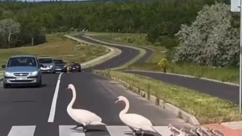 swans are smarter then most humans