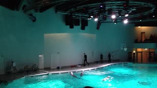 Dolphins show