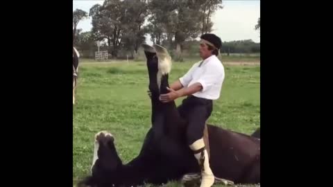 Funny and Cute Horse Videos Compilation cute moment of the horses- Cutest Horse #5-4