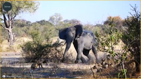 15 Incredible Moments Elephant Gives Birth And Escapes From Brutal Hunters _ Animal Fight