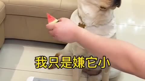 Doggy Angry BUT Grateful for Watermelon Slice