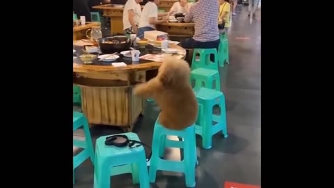 Cute Doggy sits at the table