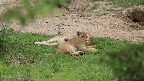 Wild lion Cubs are playing || lions Cubs are playing
