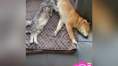 Dog and cat adorably cuddle together in livingroom
