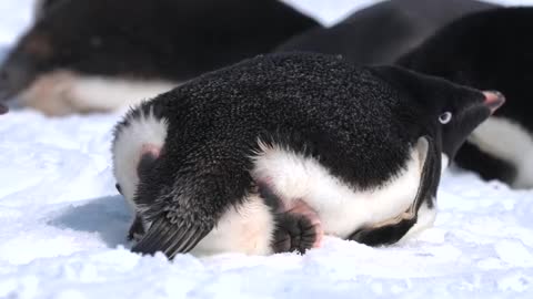 Penguin Feet