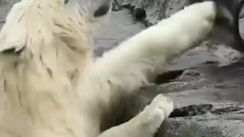#todaywelearned polar bears are hilarious 🤣 ig zookeeperguy