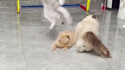 "Catnip Overload: Watch This Cat Go Crazy!"