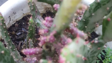 cactus minion