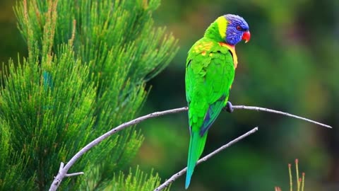 Rainbow lorikeet_ Amazing Birds _ Colorful Nature _ Stunning Nature _ Stress Relief