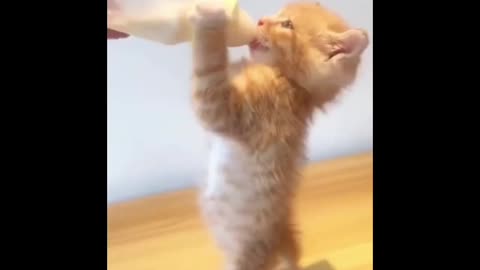 Cute cats drinking milk 🍼😻