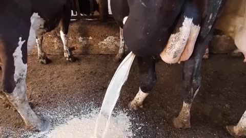 Veterinarian's Skillful Treatment of a Dairy Cow's Abscess