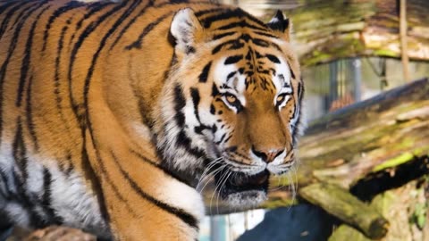 royel bangal-tiger-predator-dangerous-carnivores