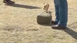 Cozy Dog Inside Of Handbag