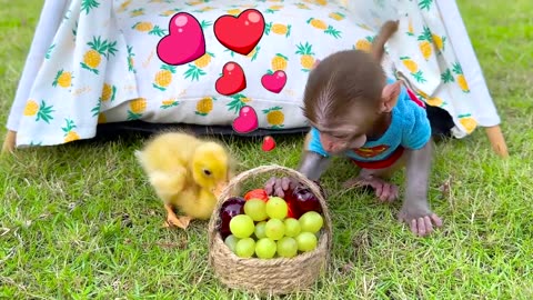 Monkey's Adorable Drive | Playful Antics with Puppy and Duckling on the Track