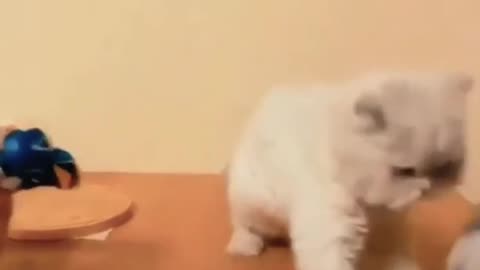 Funny cats Reaction, hit other cat after being hit by a man.