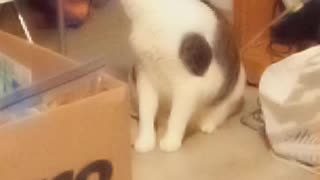 cat playing with stuff