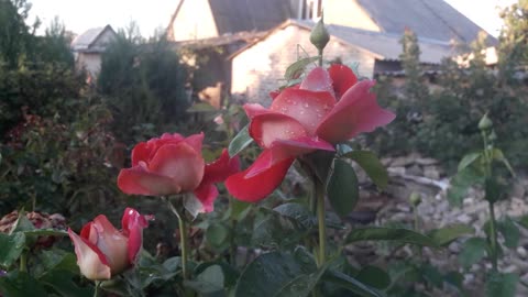 Strange insect on a rose