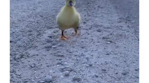 Cute baby duck playing together 😍😍