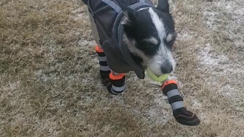 Puppy in the snow