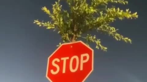 Don't stop believing, this tree went through the stop sign and sprang to the surface.