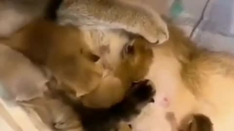 SOO CUTE - BABIES AND MOM ! | Cute Cat Training 2022 #usa #138 #shorts