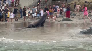 Sea Lions Don't Like Tourists