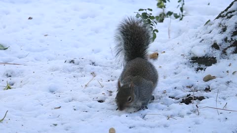 A squirrel nibbles on nuts