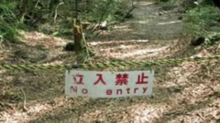 Interesting Facts: Forest In Japan. CRAZY Happenings