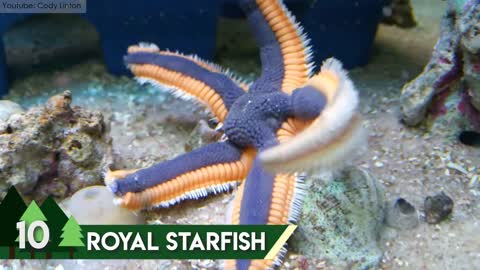 10 Amazing Sea Creatures You've Never Seen Before