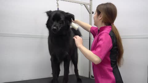 Black Dog Syndrome Pet discrimination
