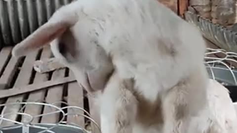 Beautiful goat 🐐 trending video