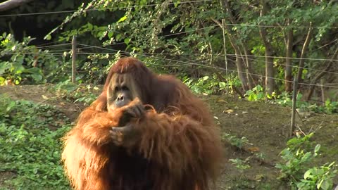 Orangutan Loves Gibbon Baby - Cincinnati Zoo