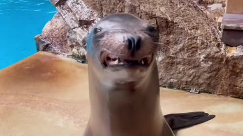 Here are some California sea lion smiles to help get you through the day